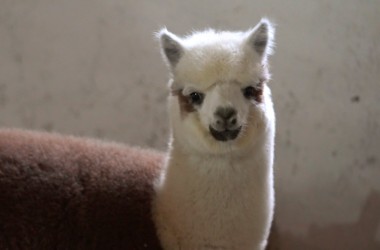 В зоосаде Могилева поселились новые питомцы