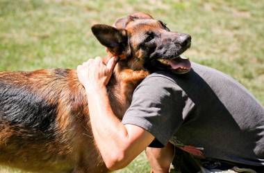 Установлены ставки налога за владение собаками в Могилеве в 2024 году