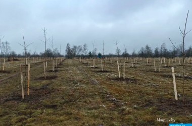 Тысячи молодых деревьев высаживают в парке у Святого озера в Могилеве