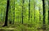 Более 4 тысяч гектаров леса высадят на Могилевщине в 2014 году