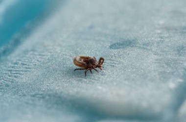 В Могилевской области в январе отмечен укус клеща